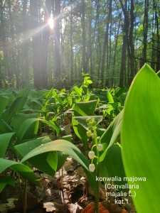 Wyróżnienie Konwalia majowa [fot. Marta Chacińska]